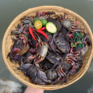 [ Sản Phẩm Sạch Nhà Làm ] Đặc sản món ba khía nguyên con đầy thịt ngon bổ dưỡng