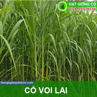 Hạt Giống Cỏ Voi Lai- Gói 500g