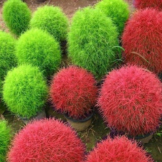 Hạt Giống Cỏ Đổi Màu - 50 Hạt