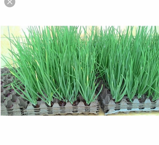 Hạt giống Hành Lá Hành Hương GÓI 10GRAM RẤT NHIỀU HẠT