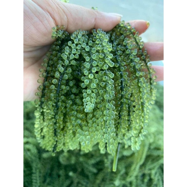 RONG NHO TƯƠI 500GR đóng hộp kèm chai xốt mè rang kewpie