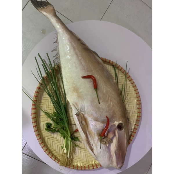 Combo 5kg cá bò da chỉ giao ở hà nội