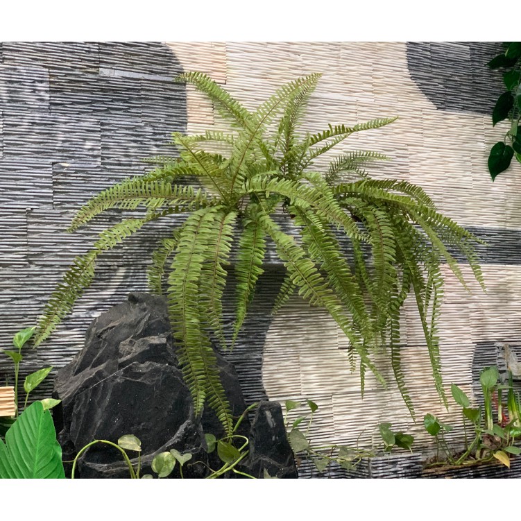 Cây giả - Cành Dương xỉ cổ đại trang trí tiểu cảnh, tường cây LanDecor