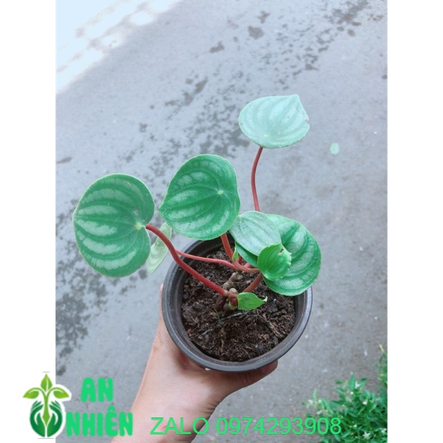 Cây Lá Dưa Hấu