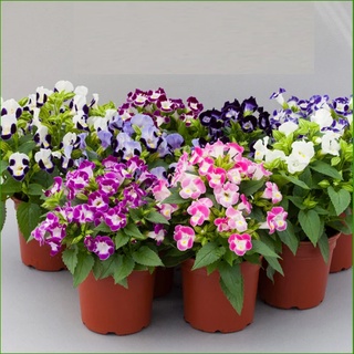 Hạt giống hoa tô liên nhiều màu kns1339 - gói 10 hạt