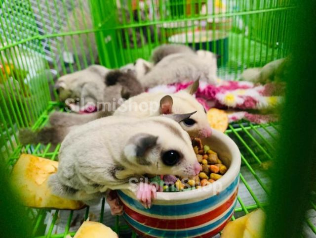 1kg Hạt trái cây Thái Lan cho sóc bay, vẹt, hamster