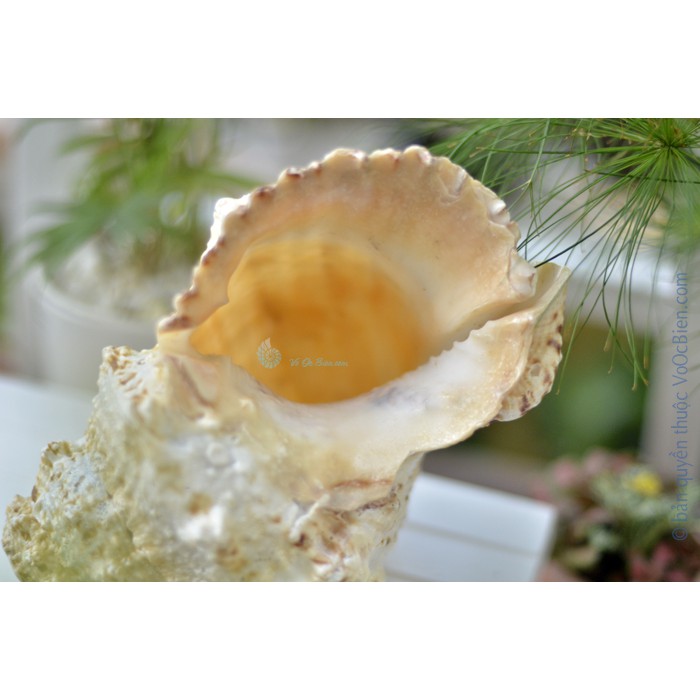 Kèn tù và – ốc tù và gai