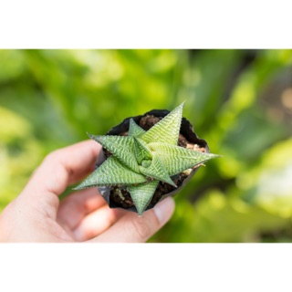 Sen đá móng rồng xoáy 5-7cm - Vườn sen đá