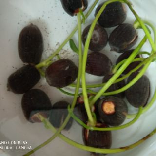 20 Hạt Sen nhật mini nhiều màu