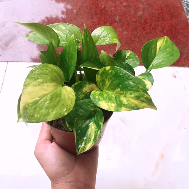 trầu bà sọc vàng