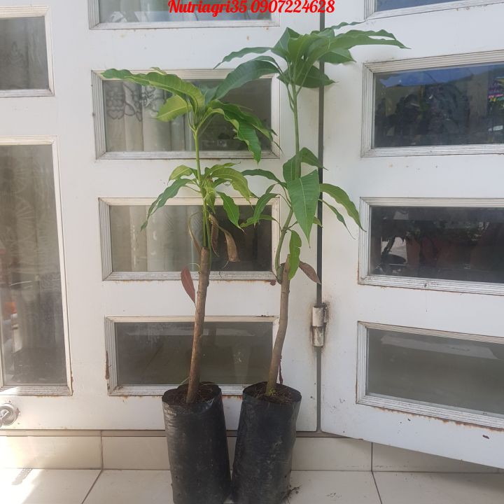 Cây giống Xoài Cát Hòa Lộc_ 👍👍_Cây to, khỏe, gốc lớn cao 1m