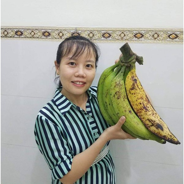 Cây Giống Chuối Tá Quạ Cấy Mô (Chuẩn Giống Cây Trồng)