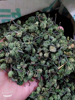Nụ hoa tam thất