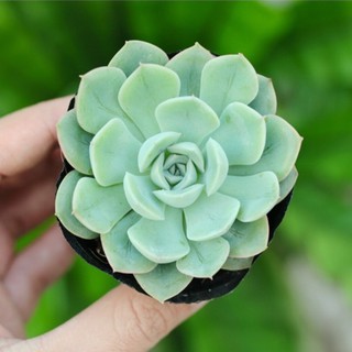 Sen đá liên đài trắng 5-7cm - Vườn sen đá