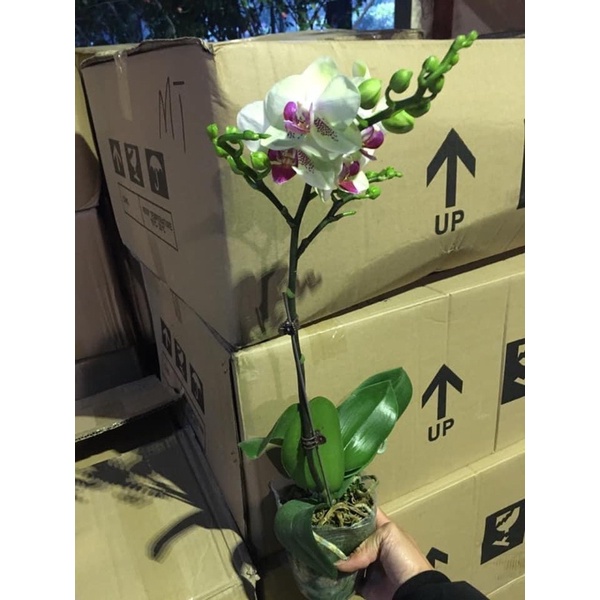 HOA LAN HỒ ĐIỆP CÂY ĐANG NỤ VÀ HOA ảnh thật