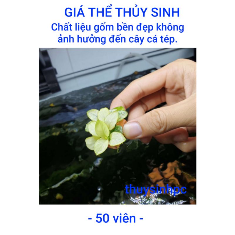 50 Giá thể thủy sinh gốm dán nana, bucep