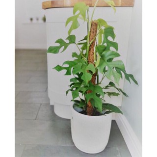 set 5 trụ cột xơ dừa trồng cây leo bám cột.