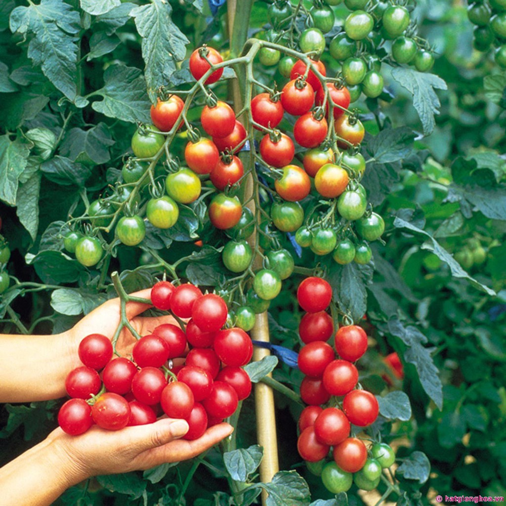 Hạt giống cây cà chua bi, gói 5gr