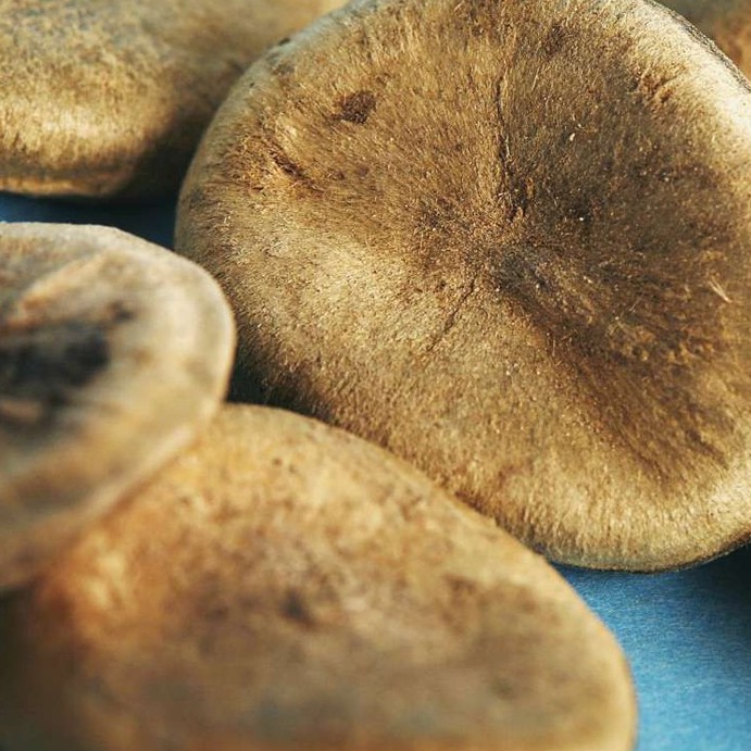 Hạt mã tiền khô thượng hạng JINDO 1kg