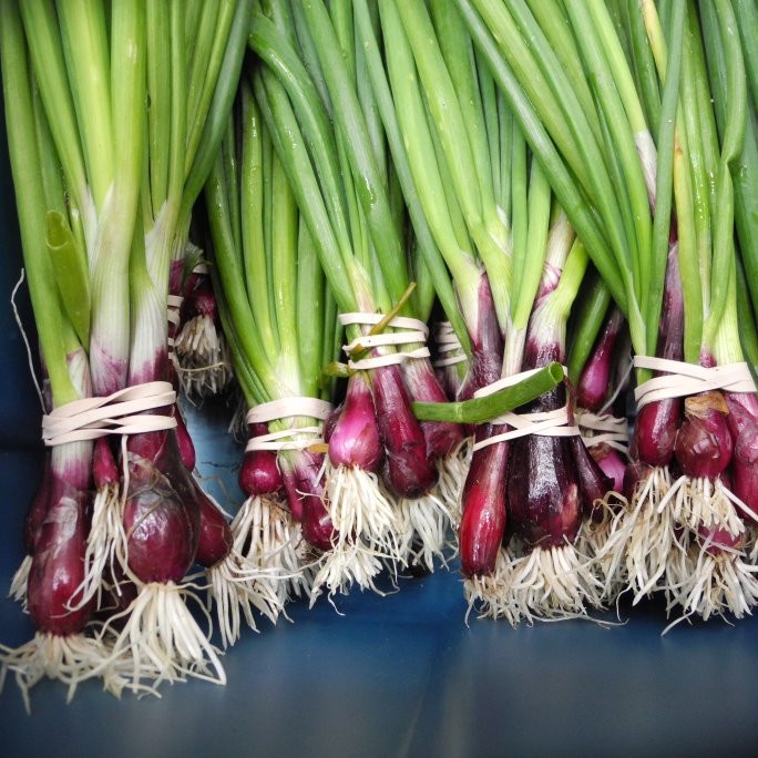 Hạt giống hành lá (hành hoa) gốc tím - rau củ quả trồng chậu, sân vườn ban công ngon giòn ngọt nảy mầm cao 2gr RADO 938