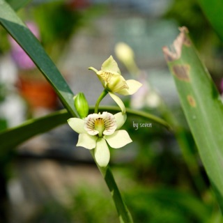 Hoa lan củ tỏi thơm phức hoa lạ