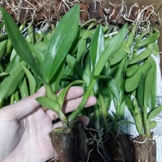 Lan denro nắng bà liễu cây con