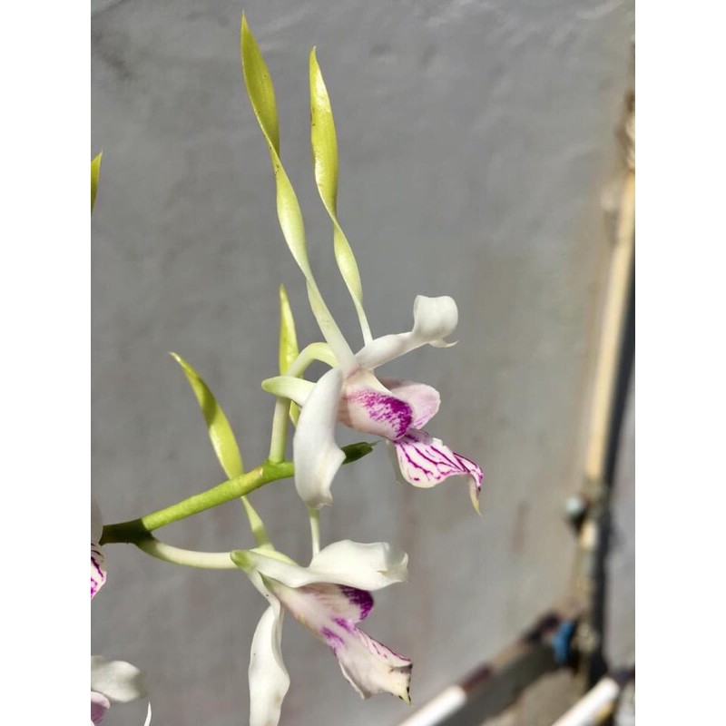 Hoa lan dendro nắng râu dế lai sing - trồng vỏ thông