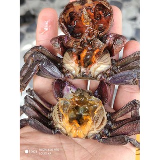 1kg Ba Khía Rạch Gốc trộn sẳn