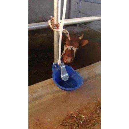 Máng uống nước tự động cho bò