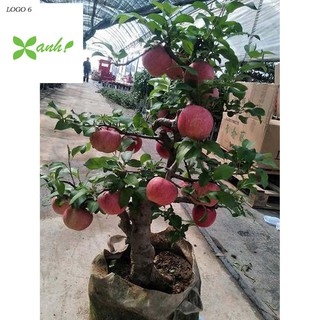 Hạt giống Táo Đỏ Lùn (15 hạt)