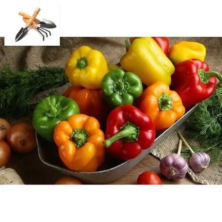 [ HẠT GIỐNG ] ỚT CHUÔNG Cao Sản F1 TRỒNG HOA TẾT