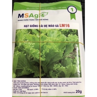 Hạt giống cải bẹ mào gà (20 gr) ☘️
