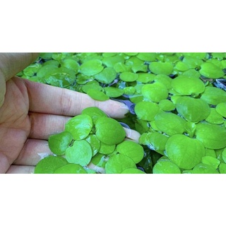 Bèo nhật thủy sinh