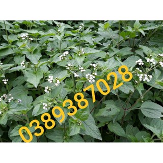 Cây cỏ hôi,1kg
