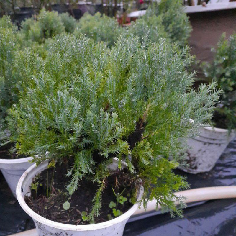 Cây tùng bồng lai - cây phong thủy trồng bonsai | BigBuy360 - bigbuy360.vn