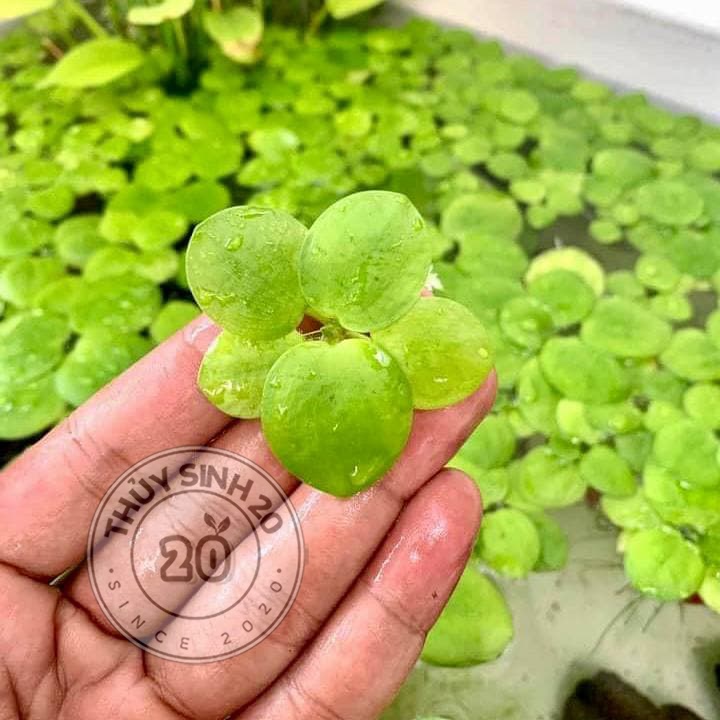 Bèo Nhật size Mini thủy sinh