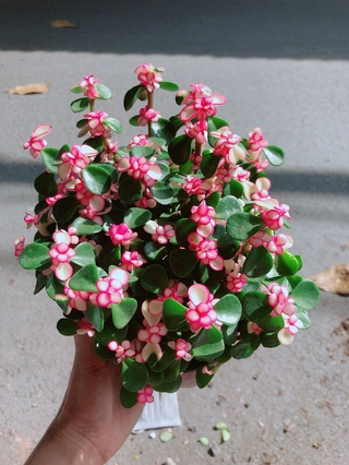 Chậu Cây Cành Vàng Lá Ngọc