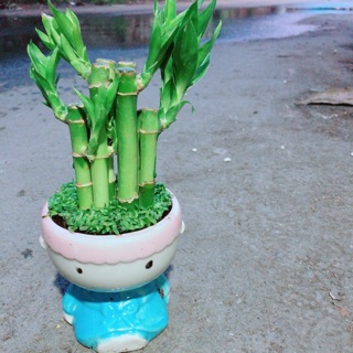 Chậu Trúc Phát Tài Chàng Trai