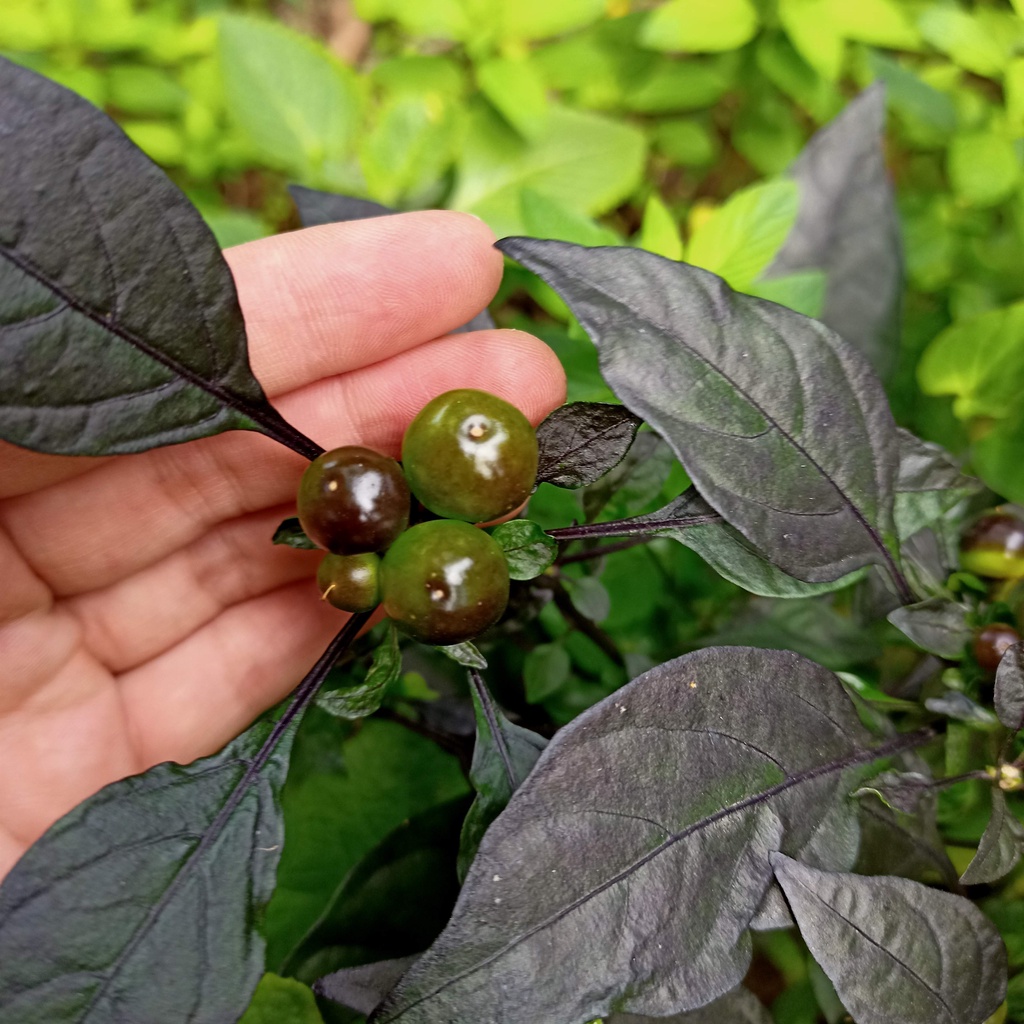 Chậu cây ớt Black Pearl - Ngọc Trai đen 6 tháng tuổi đang ra hoa và sẵn trái - ship toàn quốc