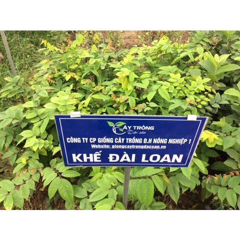 Cây giống Khế Ngọt Đài Loan.