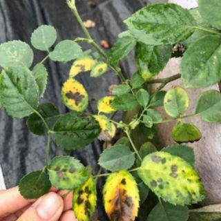 Coc85 trị nấm hoa hồng