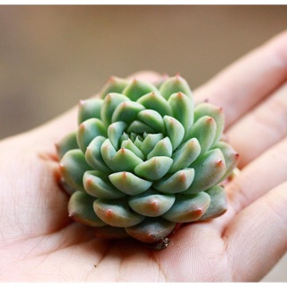 SEN ĐÁ BÁNH BAO XANH GIỐNG MỚI