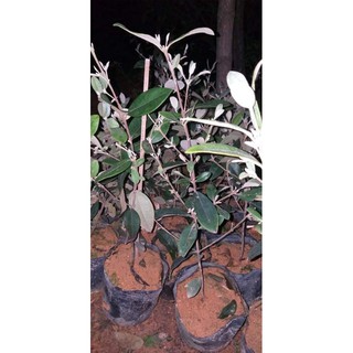 com bò 10 cây sim giống