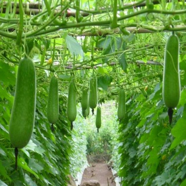 Gói 20 hạt giống bí đao chanh