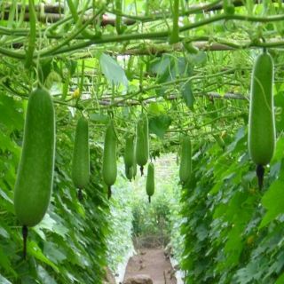 Gói 20 hạt giống bí đao chanh