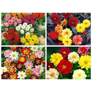 Hạt giống hoa Thược Dược lùn nhiều màu dễ trồng