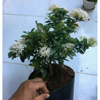 1 Cây Hoa trang trắng lá nhỏ