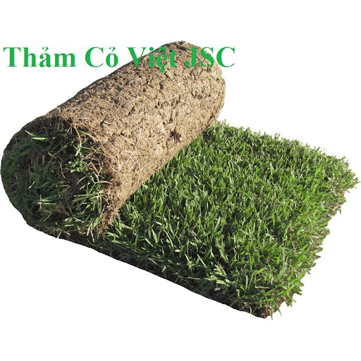 Hạt Giống Thảm Cỏ Bermuda gói 100g (cỏ Gà)- Cỏ Sân Vườn - Cỏ Thảm - Cỏ Trồng Cảnh Quan