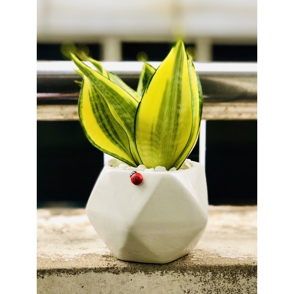 Chậu lưỡi hổ thái vàng, gồm chậu