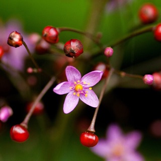 Cây sâm đất( cây chuyển như ảnh cuối)